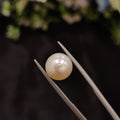 Pearl | Pearl 39 | 6.46 Carat
