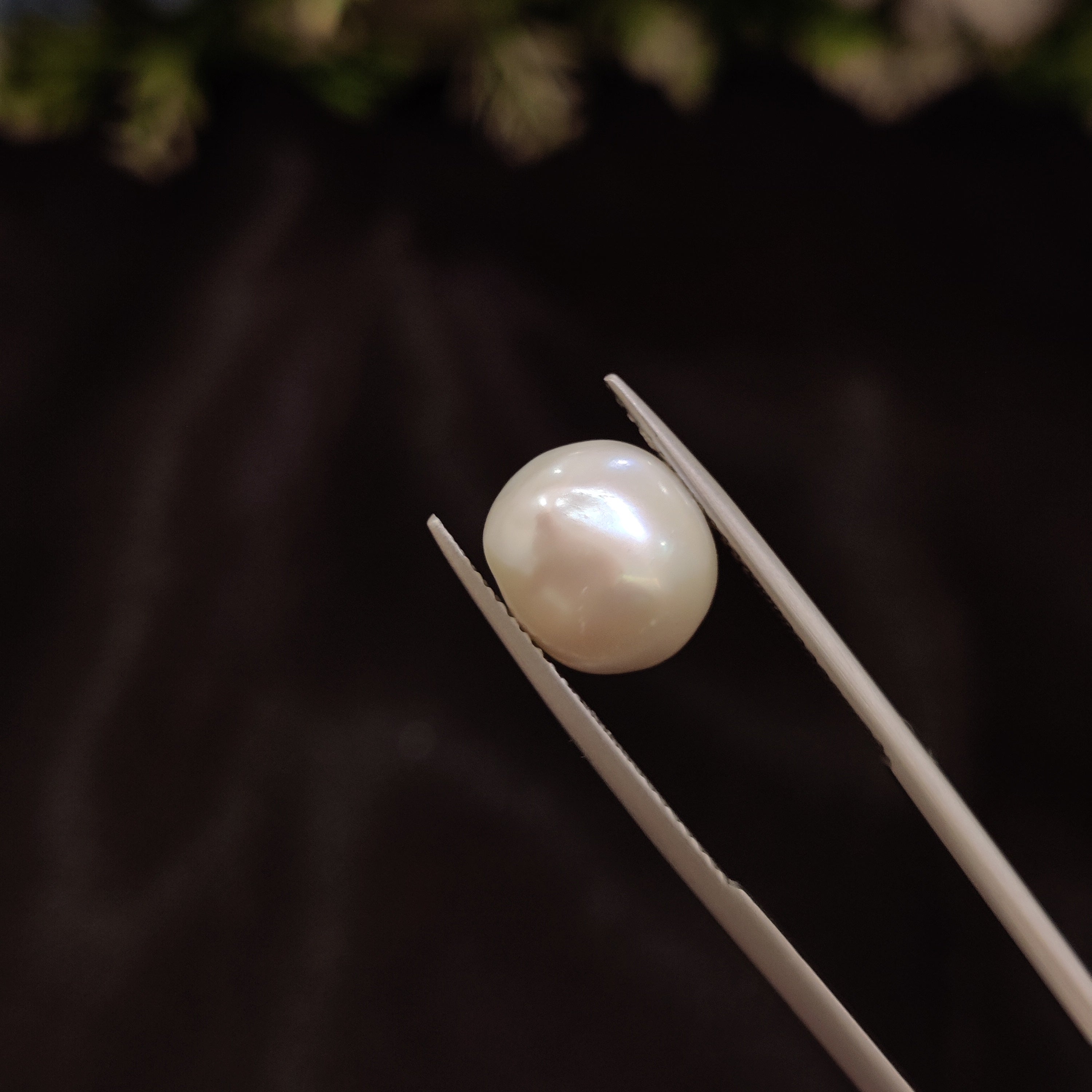Pearl | Pearl 244 | 4.49 Carat