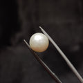 Pearl | Pearl 337 | 5.4 Carat