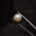 Pearl | Pearl 277 | 8.04 Carat