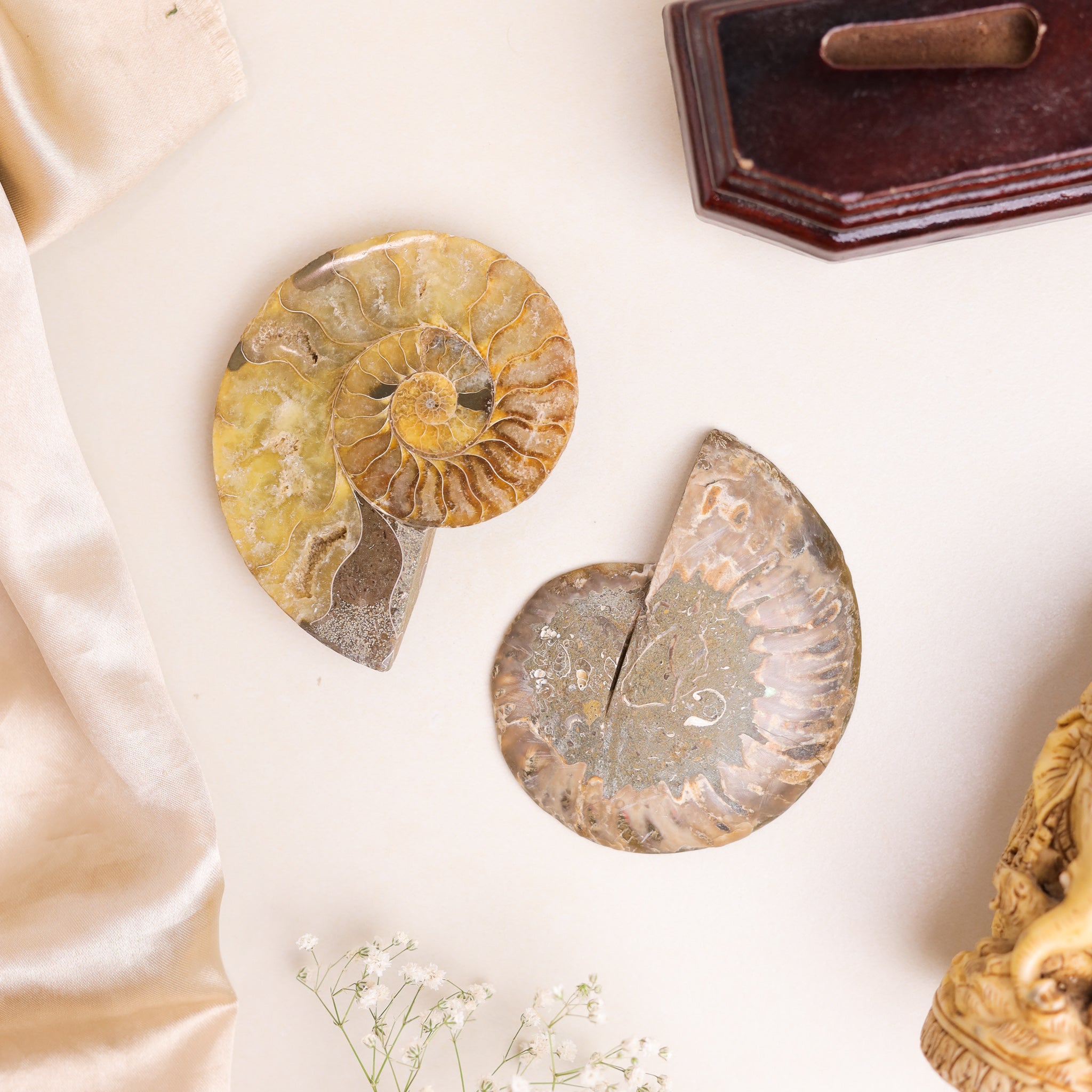 Natural Ammonite Fossil