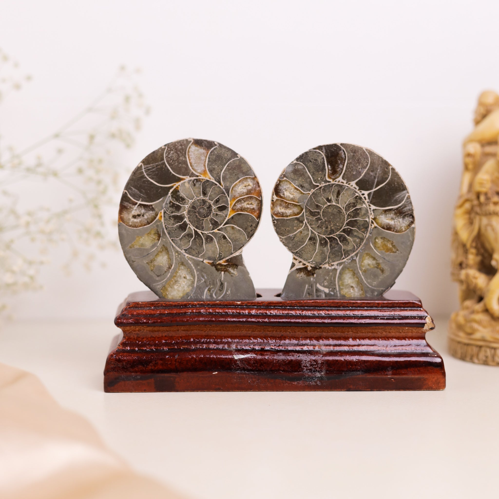 Natural Ammonite Fossil