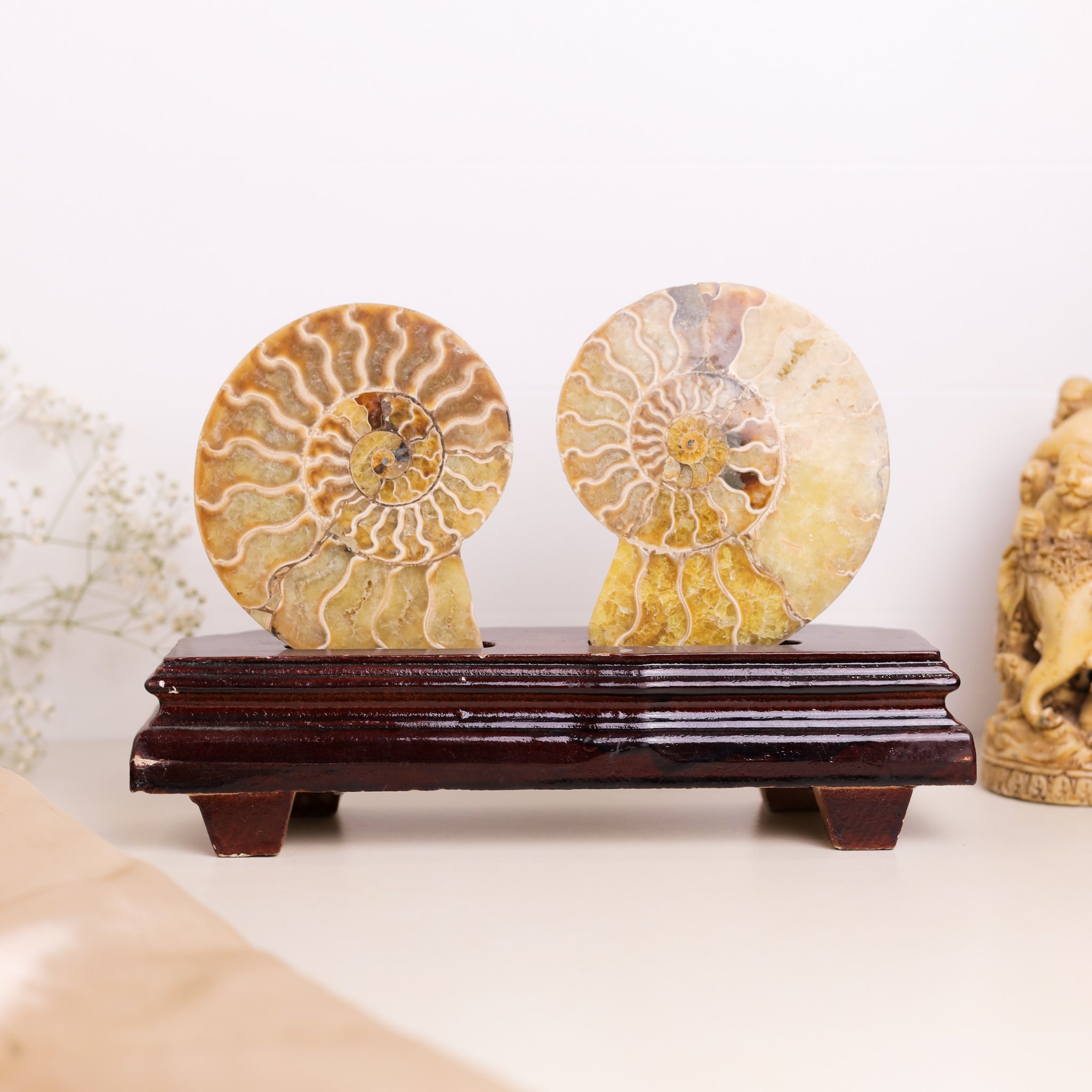 Natural Ammonite Fossil