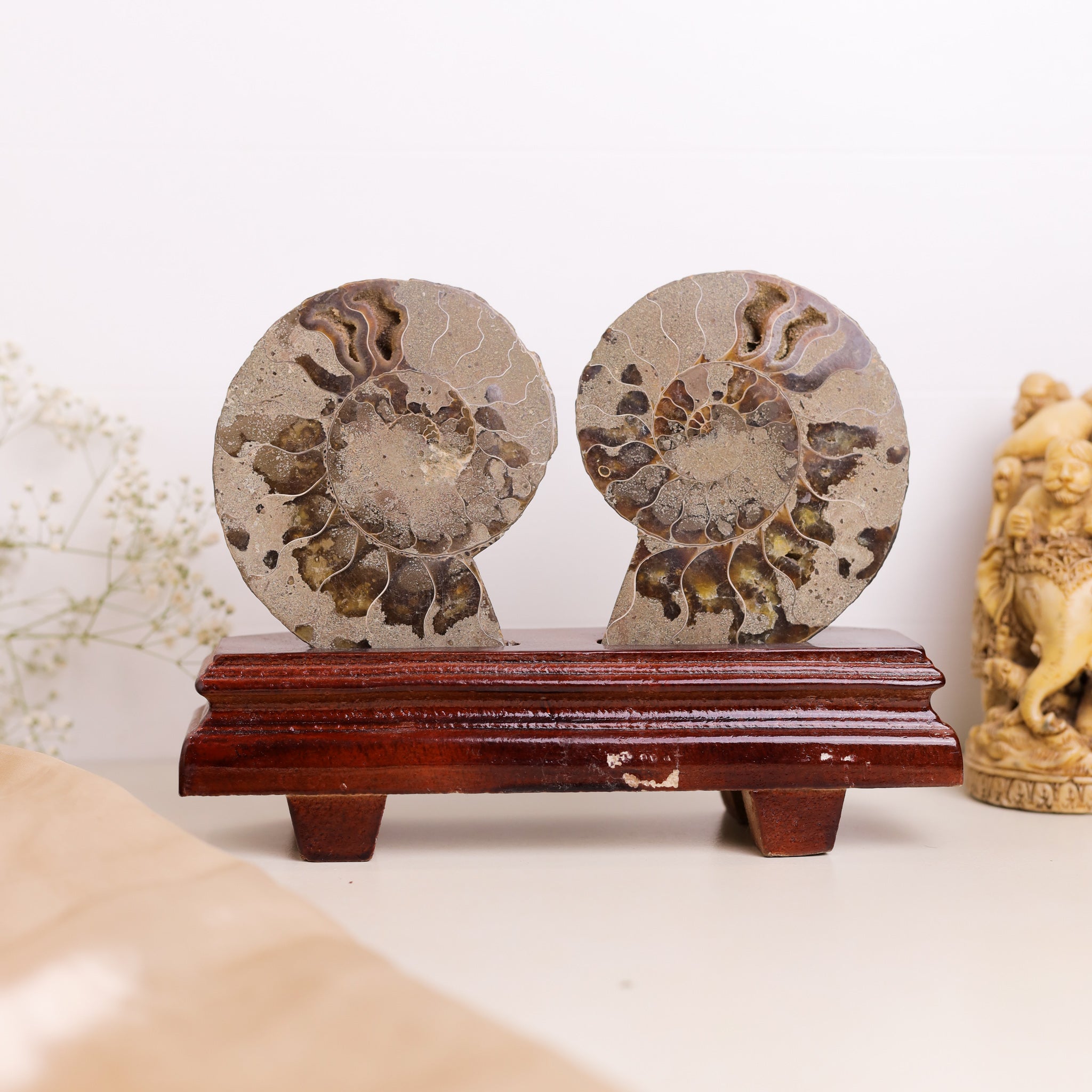 Natural Ammonite Fossil