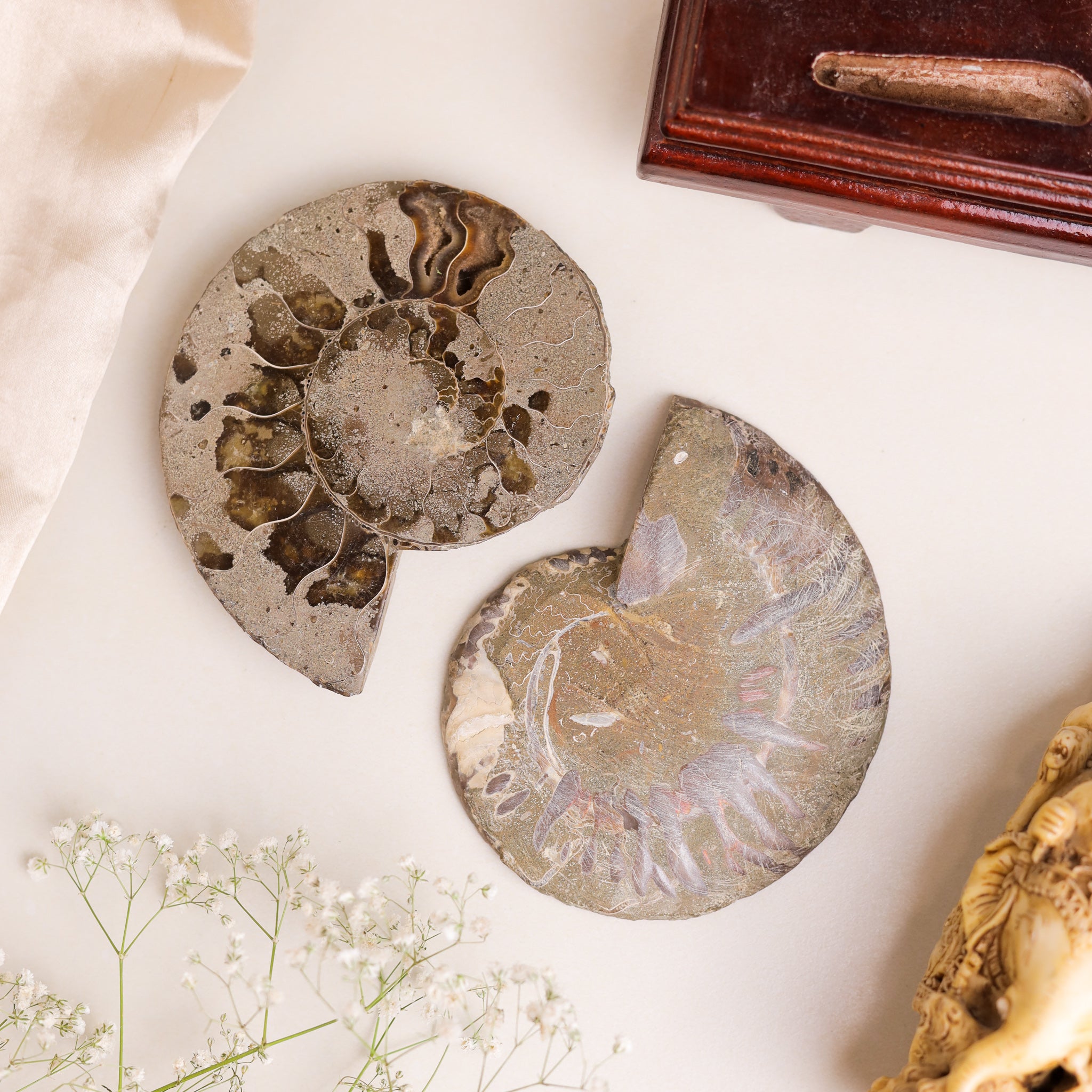 Natural Ammonite Fossil