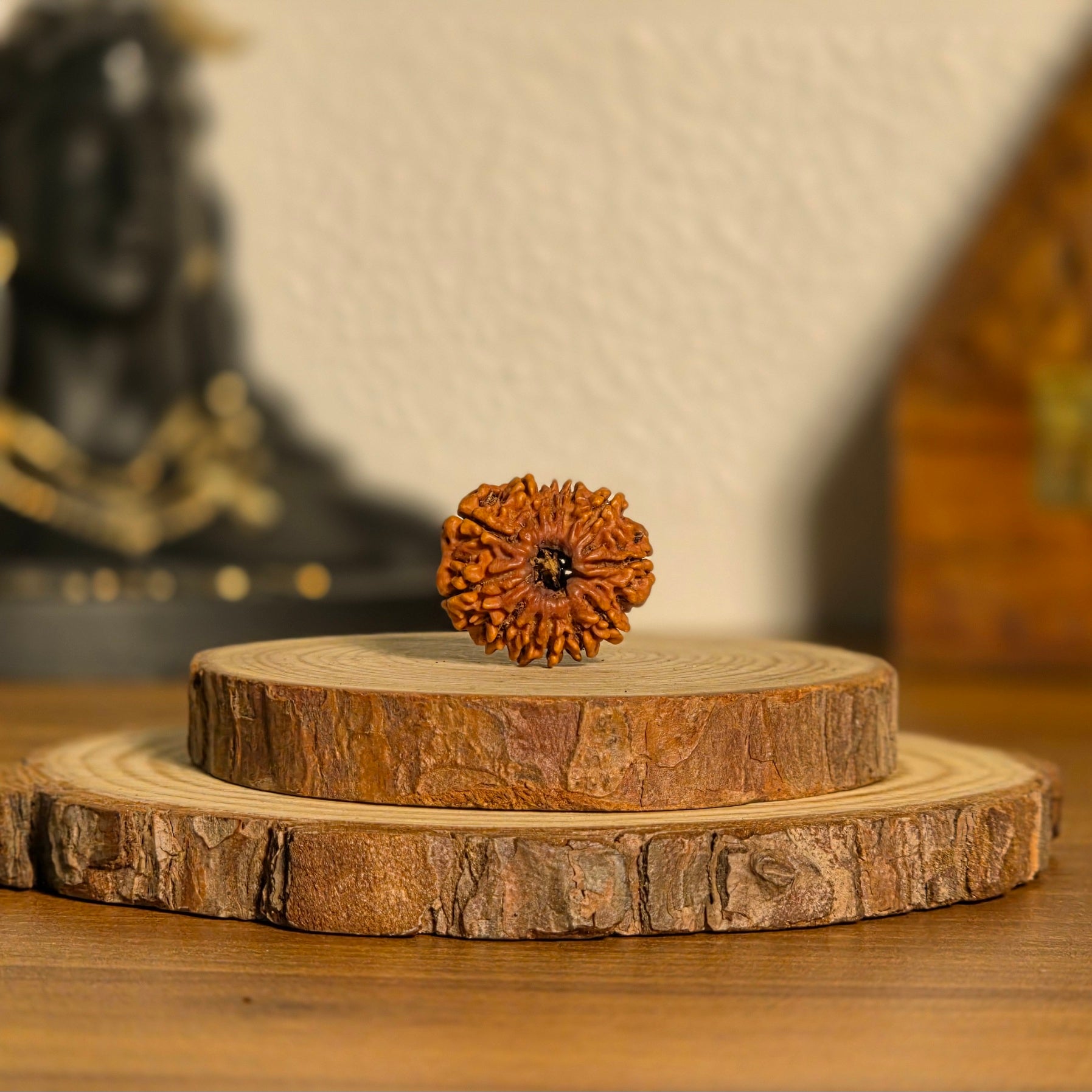 Natural Rudraksha 12 Mukhi