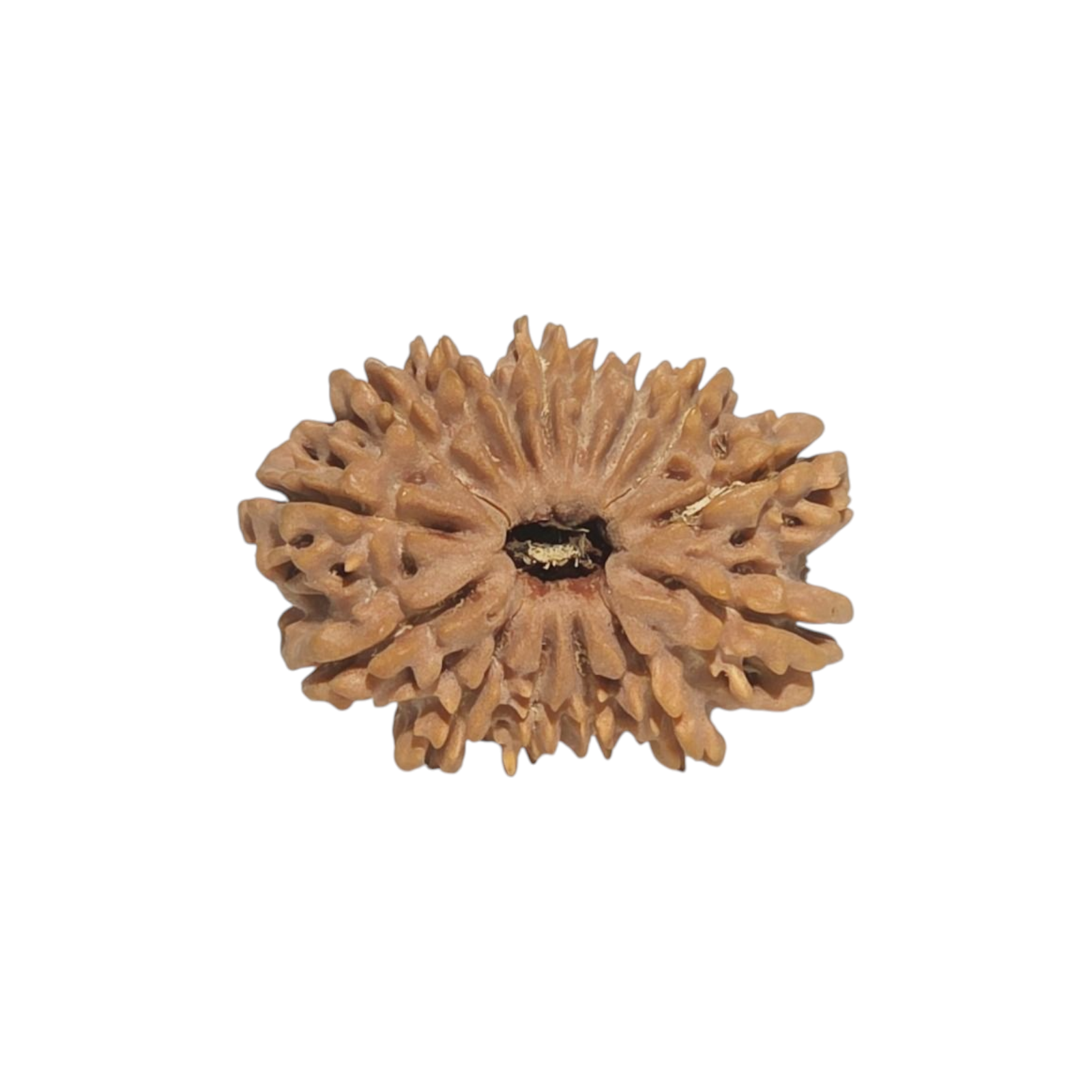 Natural Rudraksha 15 Mukhi