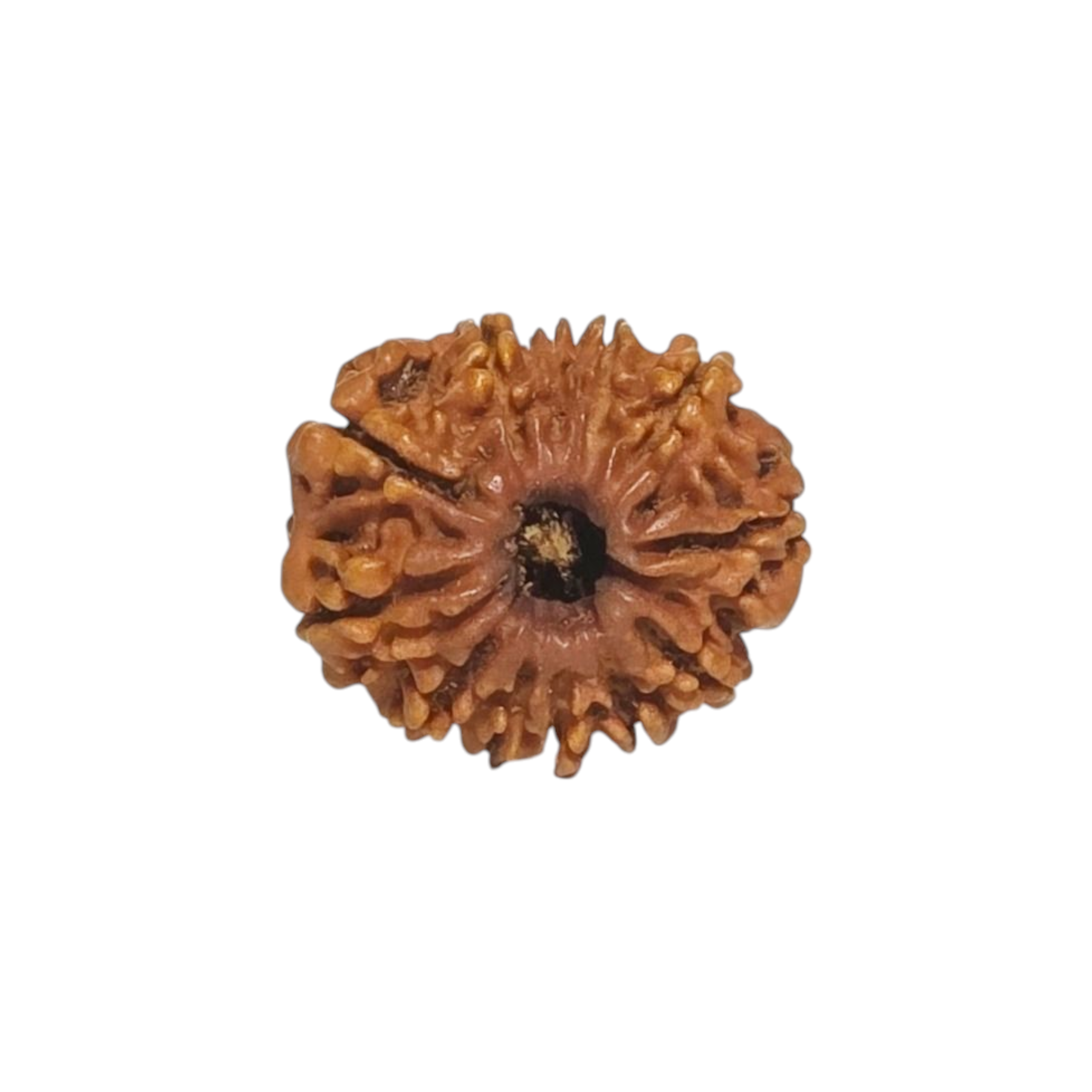 Natural Rudraksha 12 Mukhi