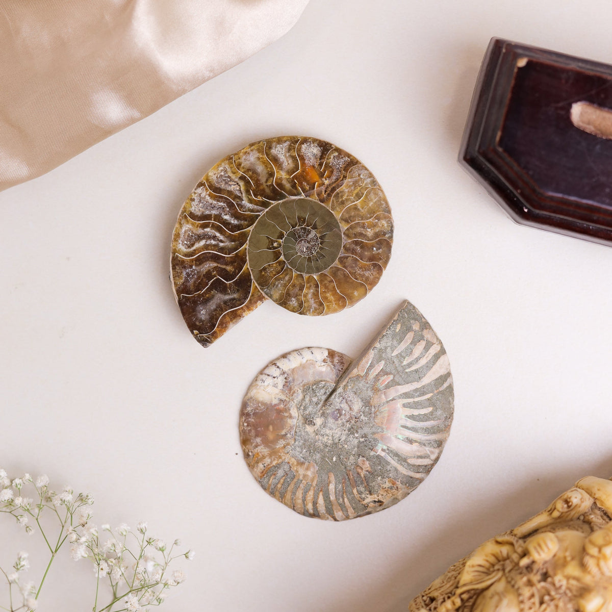 Natural Fossils — Ancient Ammonite & Orthoceras Specimens for Collectors & Spiritual Seekers