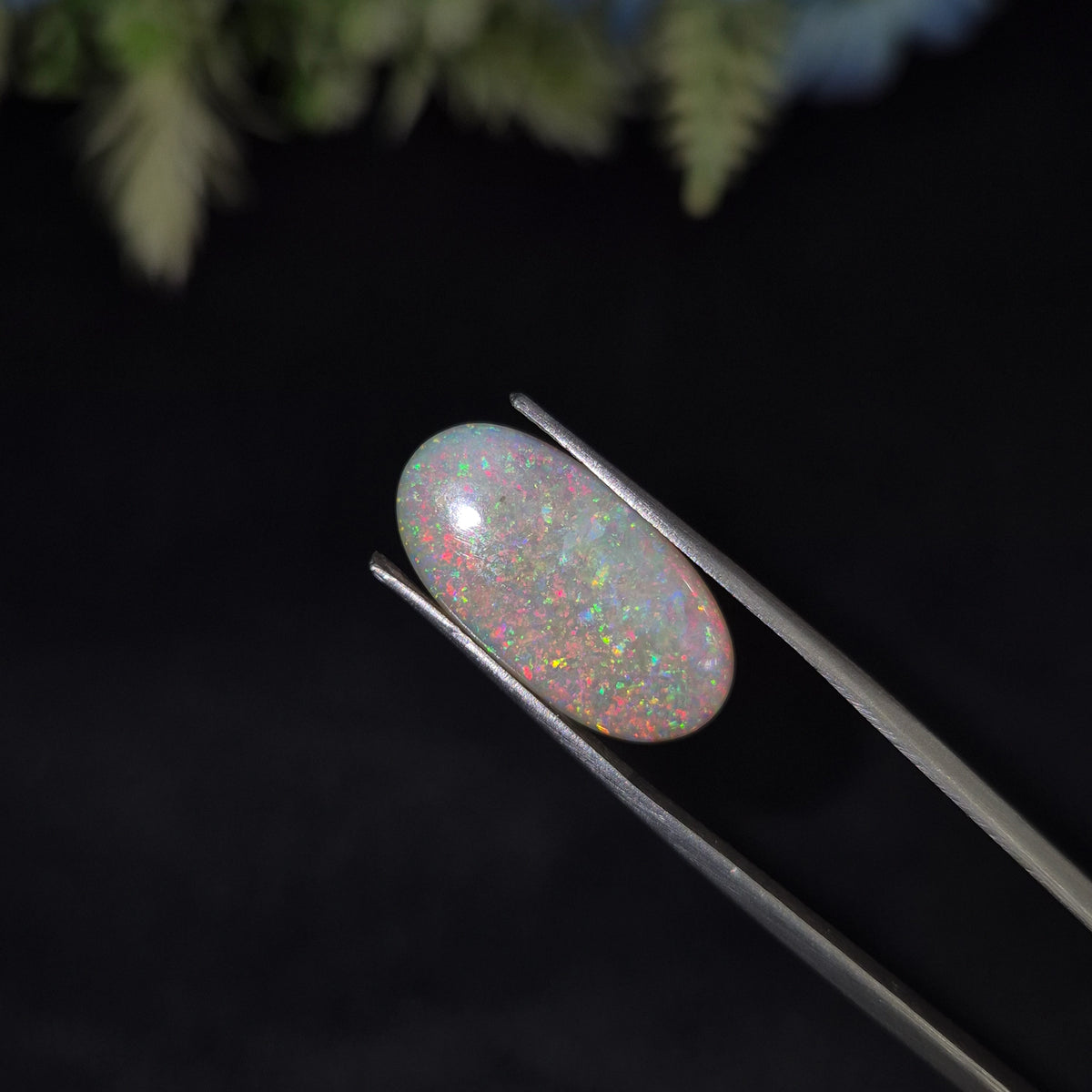 Opal | OPAL 227 | 6.3 Carat