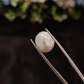 Pearl | Pearl 257 | 5.65 Carat