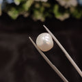 Pearl | Pearl 248 | 5.53 Carat