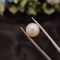 Pearl | Pearl 23 | 4.76 Carat