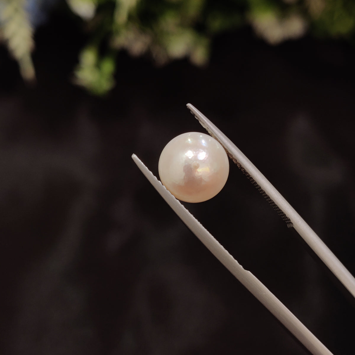 Natural Pearl (Moti) | Pearl 68 | 5.59 Carat | Certified