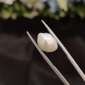 Pearl | Pearl 253 | 4.81 Carat