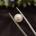Pearl | Pearl 81 | 3.71 Carat
