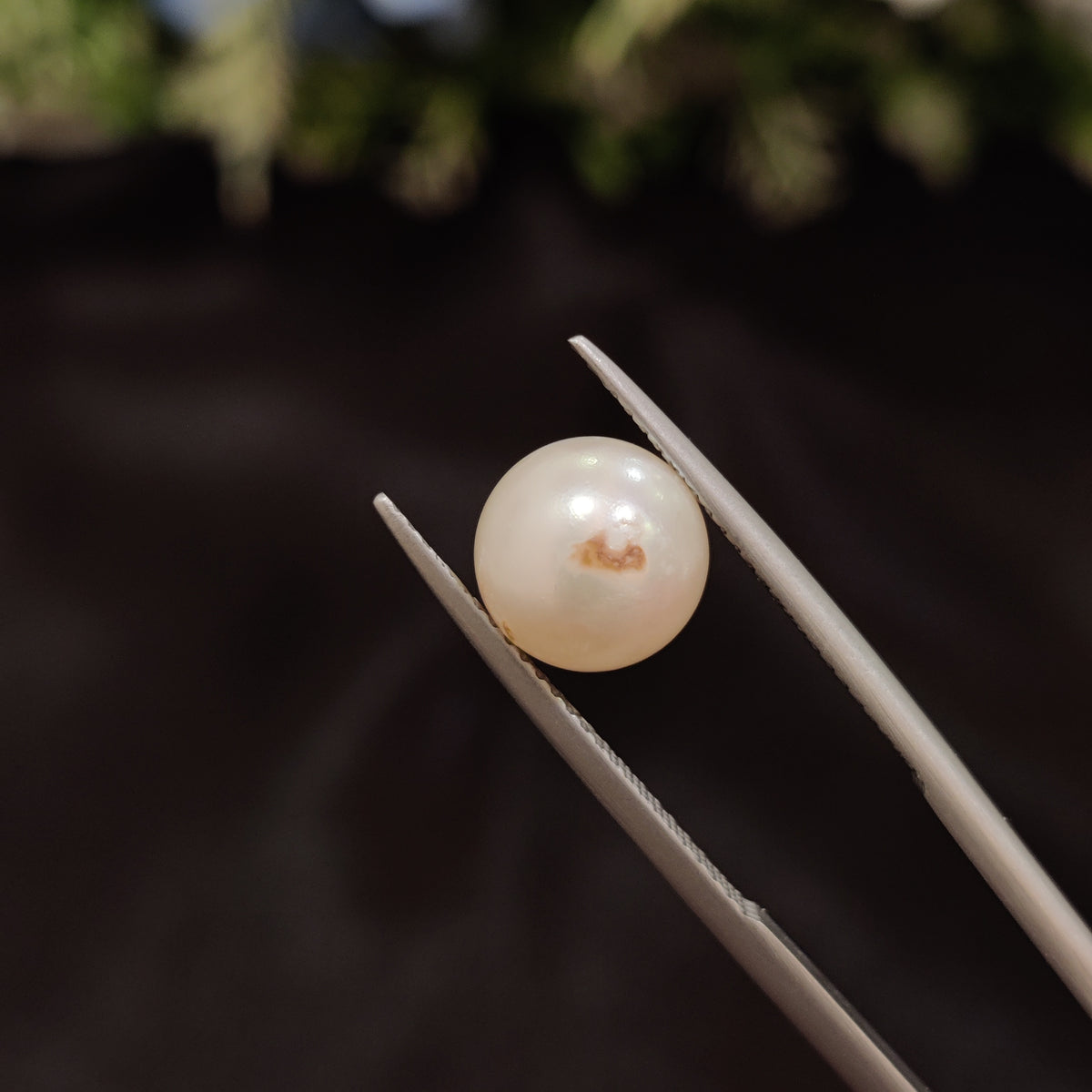 Natural Pearl (Moti) | Pearl 59 | 4.92 Carat | Certified