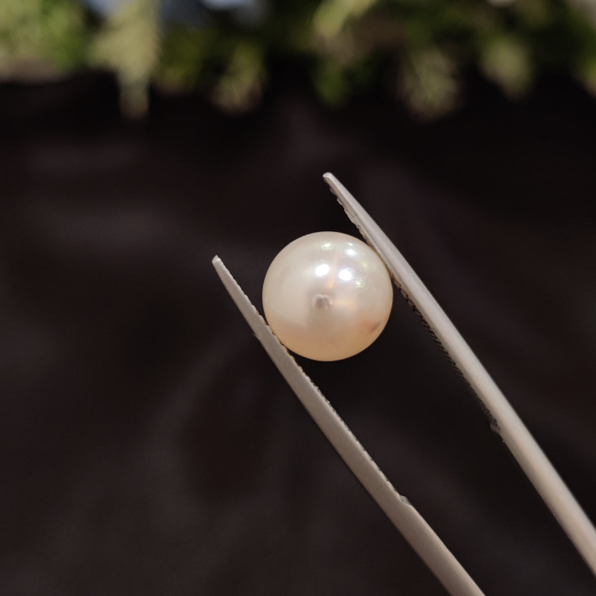 Natural Pearl (Moti) | Pearl 59 | 4.92 Carat | Certified