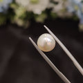 Pearl | Pearl 87 | 3.65 Carat