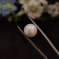 Pearl | Pearl 167 | 5.98 Carat
