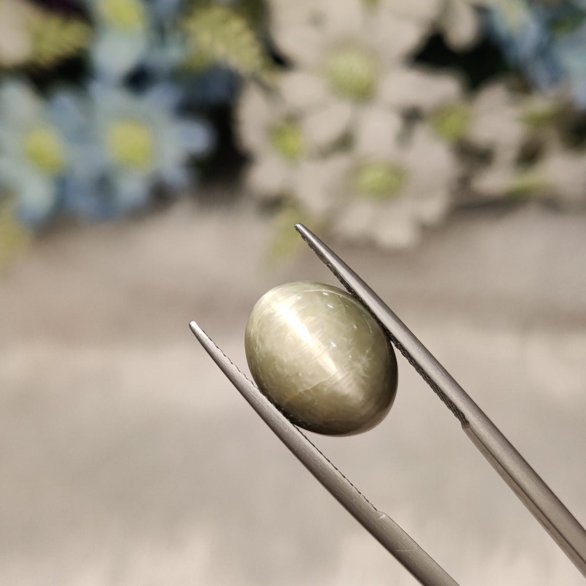 Natural Cats Eye (Lehsunia) | CE 66 | 8.47 Carat | Certified