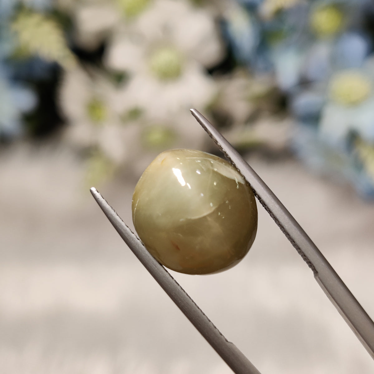 Natural Cats Eye (Lehsunia) | CE 88 | 9.37 Carat | Certified