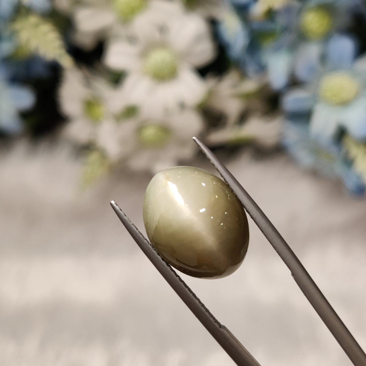 Natural Cats Eye (Lehsunia) | CE 82 | 11.26 Carat | Certified