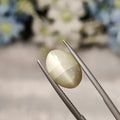 Cats Eye | CE 69 | 6.29 Carat