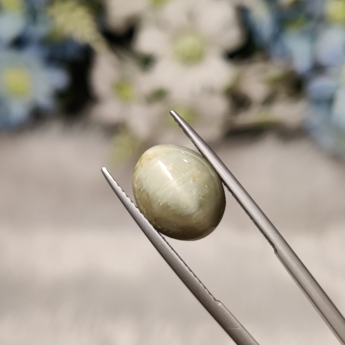 Natural Cats Eye (Lehsunia) | CE 64 | 6.96 Carat | Certified