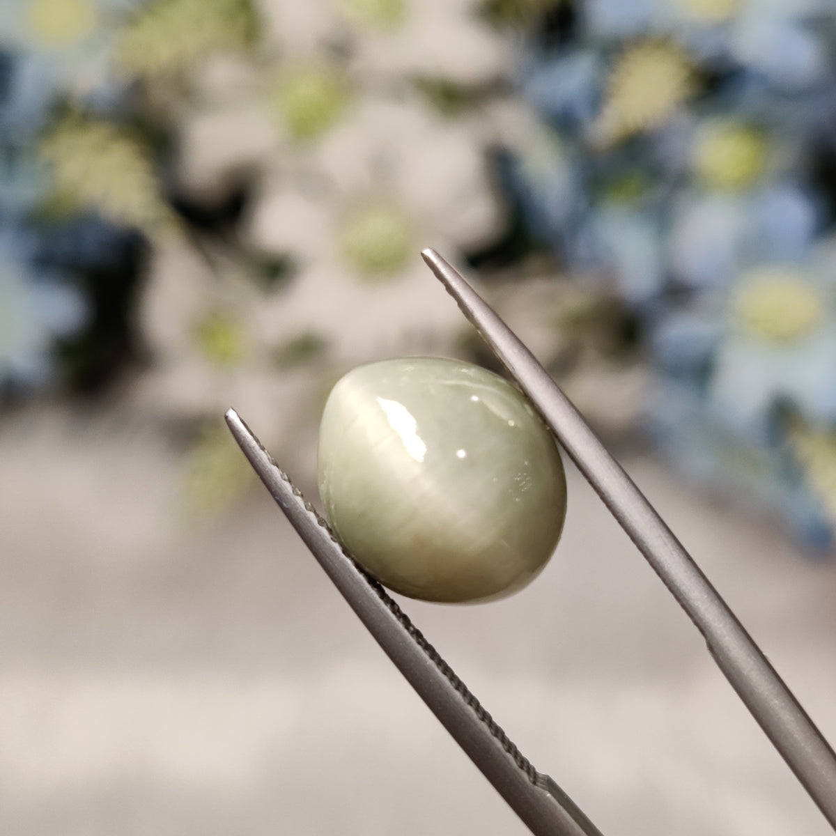 Natural Cats Eye (Lehsunia) | CE 46 | 7.49 Carat | Certified