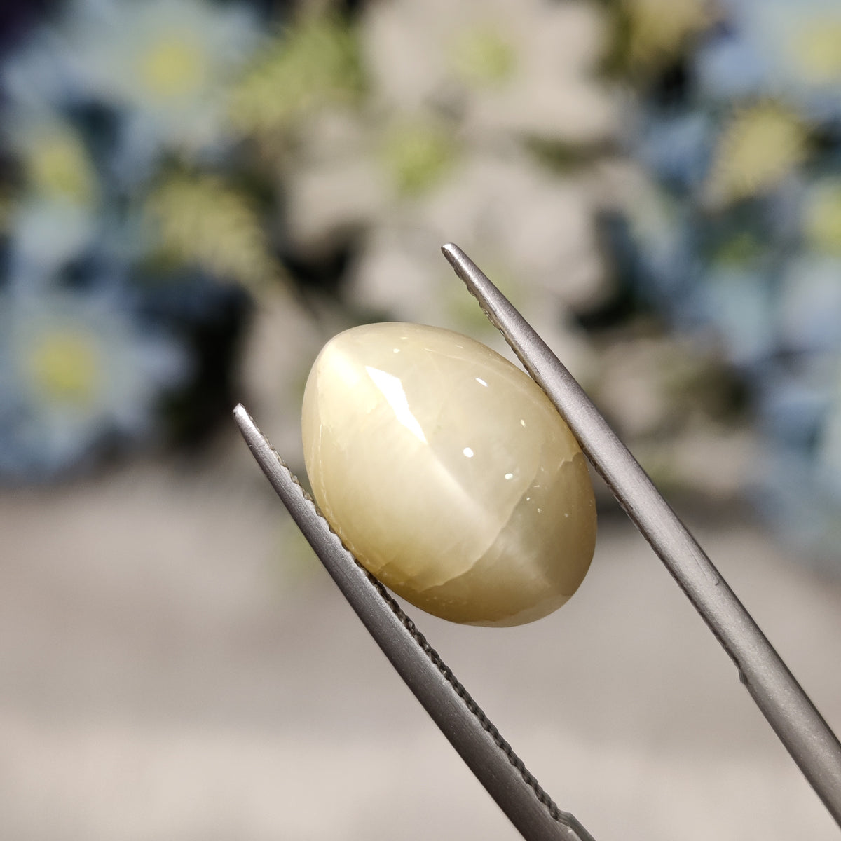 Natural Cats Eye (Lehsunia) | CE 81 | 7.31 Carat | Certified