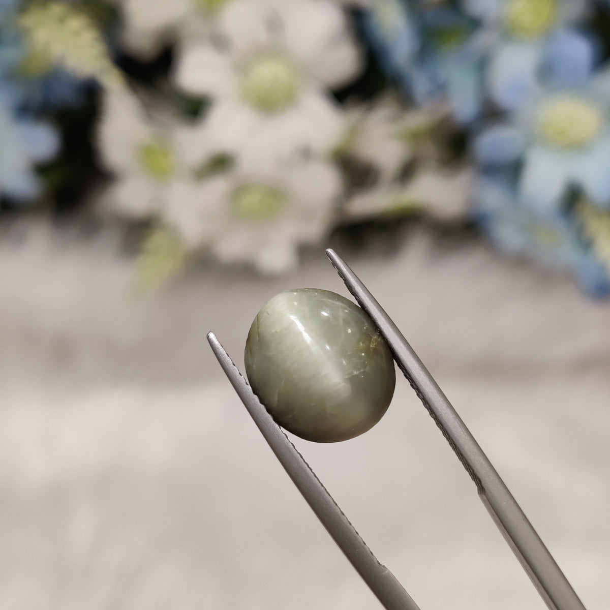 Natural Cats Eye (Lehsunia) | CE 33 | 7.08 Carat | Certified
