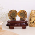 Natural Ammonite Fossil
