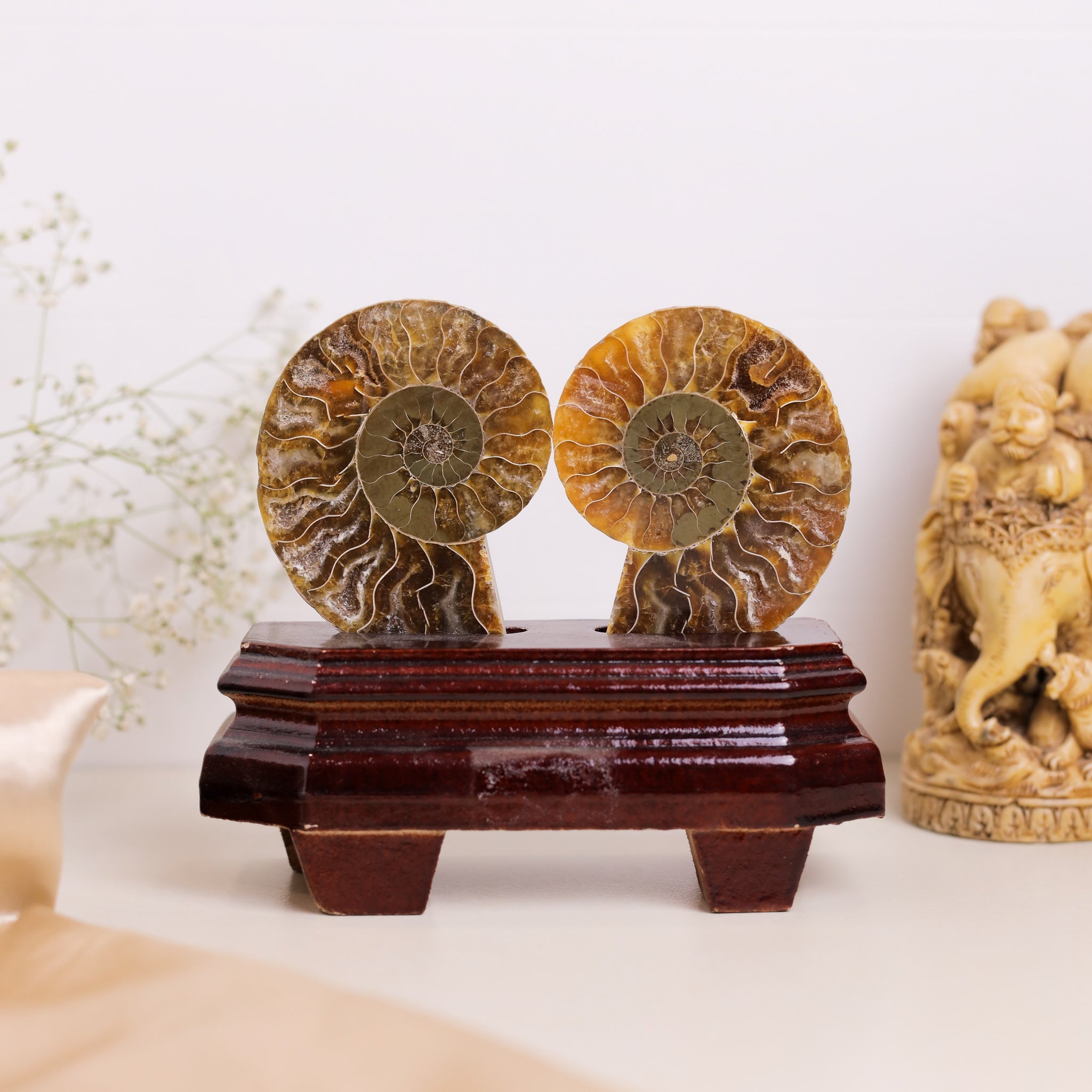 Natural Ammonite Fossil