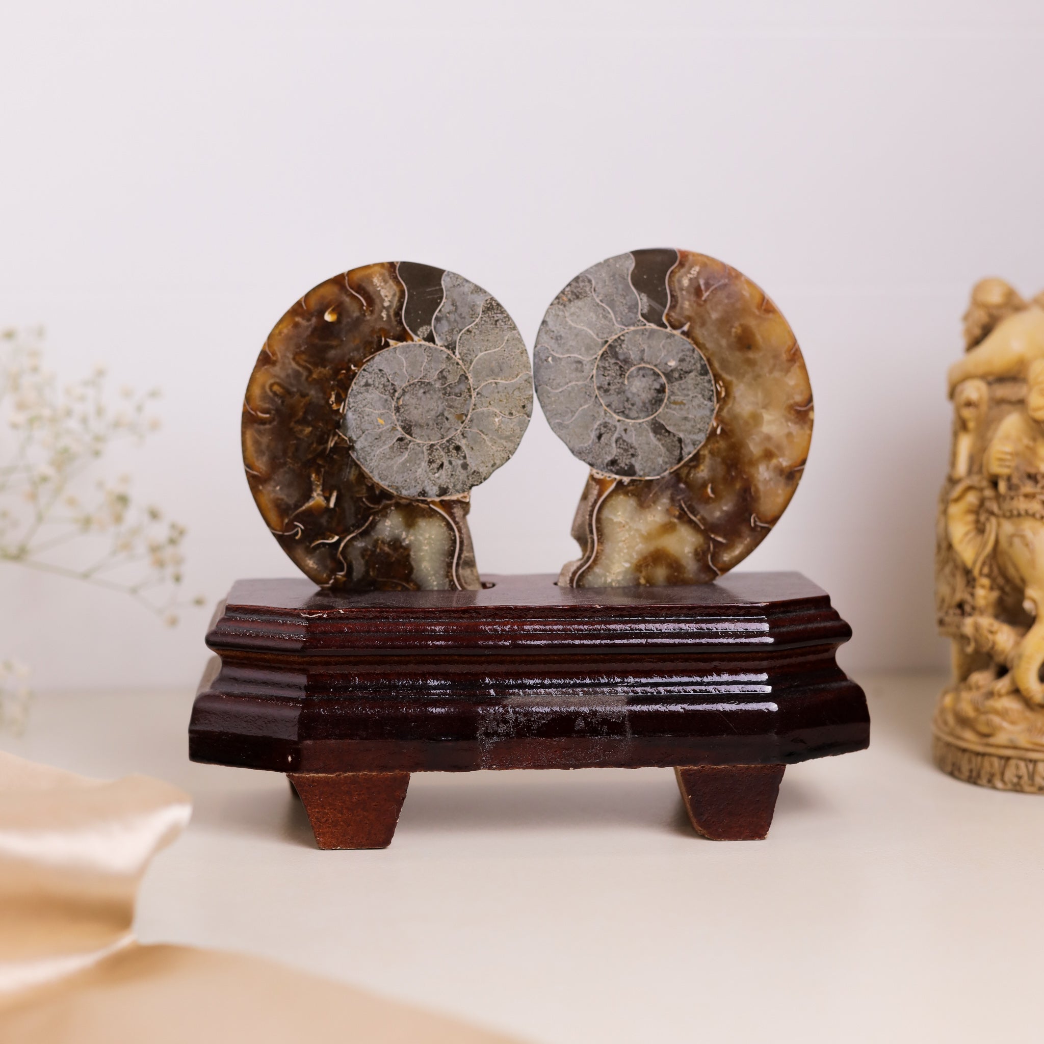 Natural Ammonite Fossil