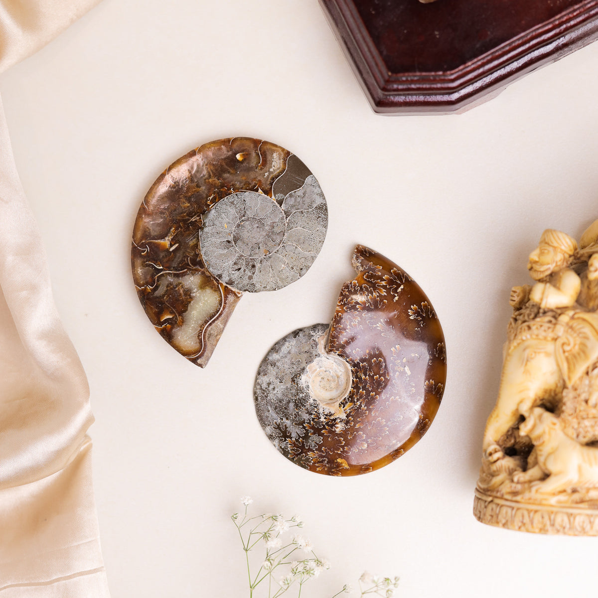 Natural Ammonite Fossil