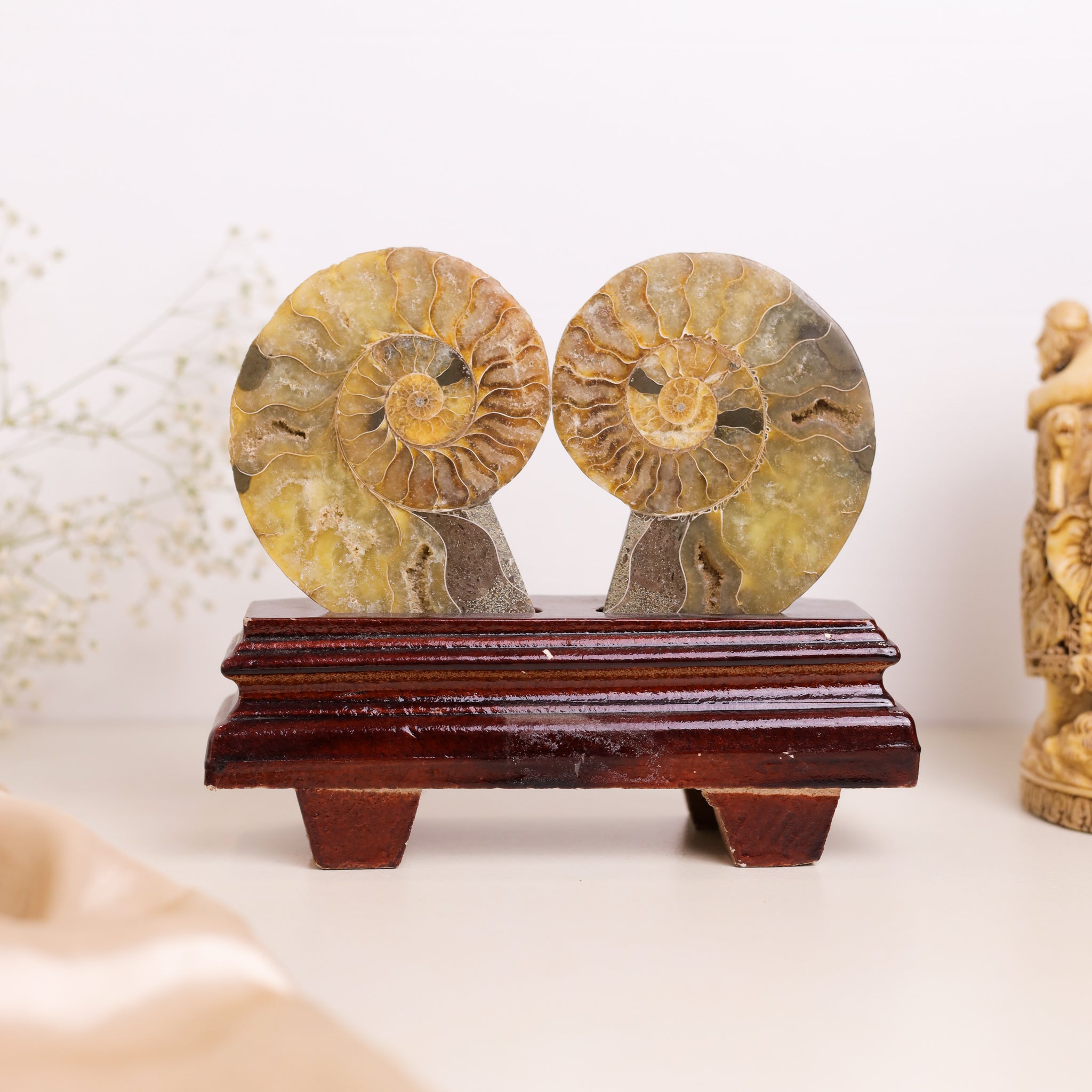 Natural Ammonite Fossil