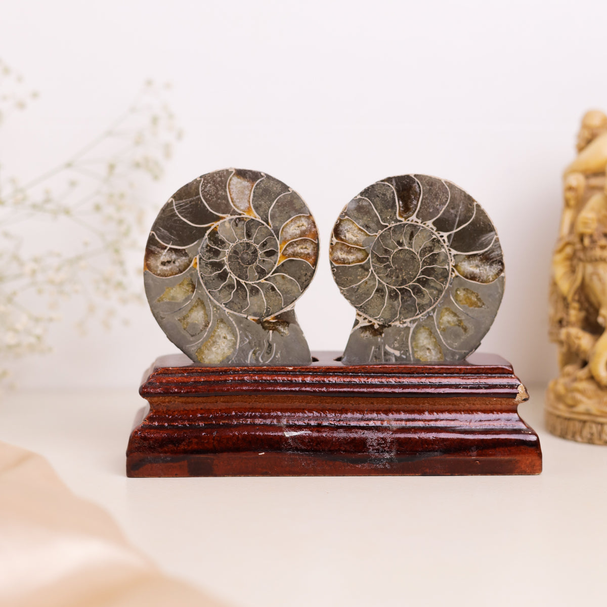 Natural Ammonite Fossil
