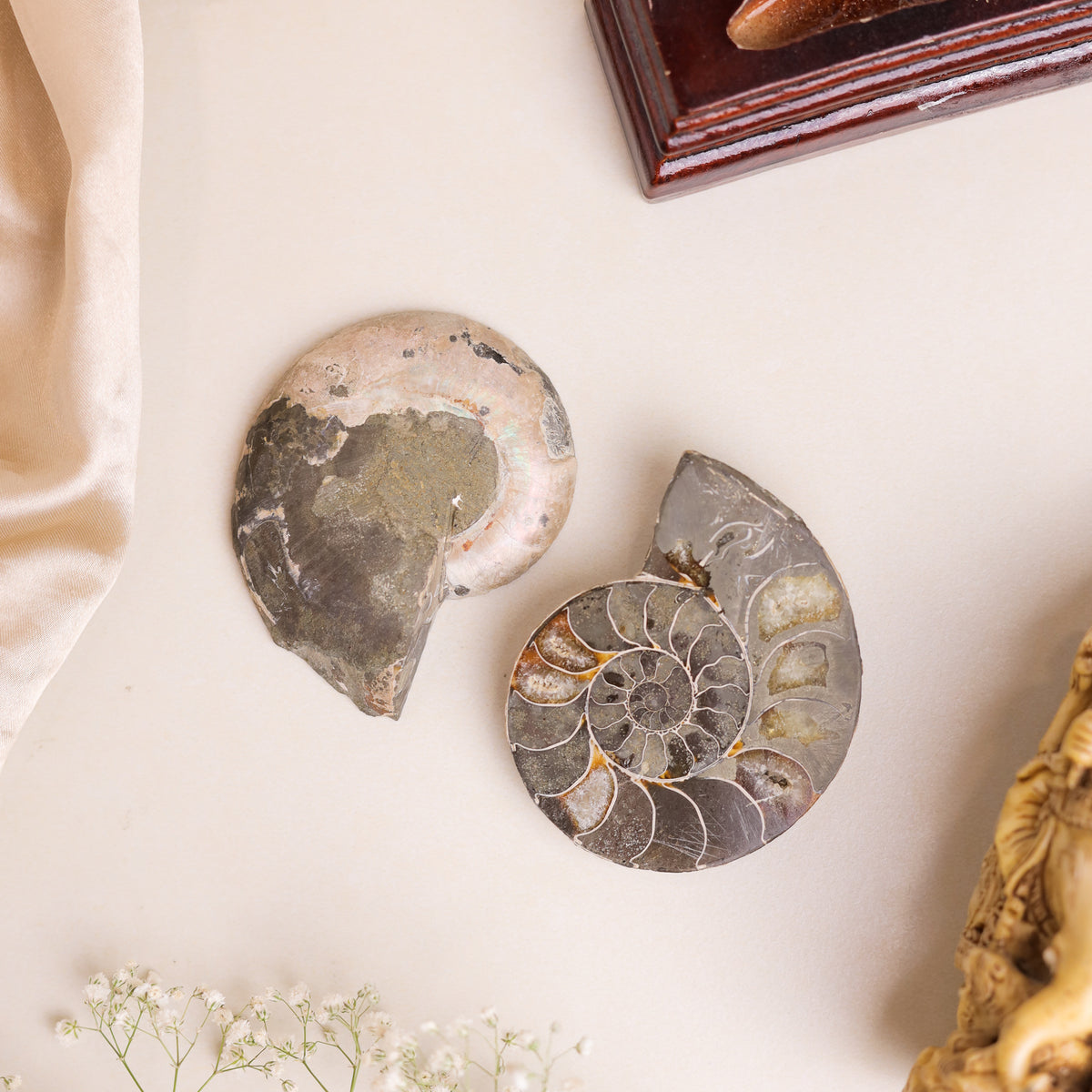 Natural Ammonite Fossil