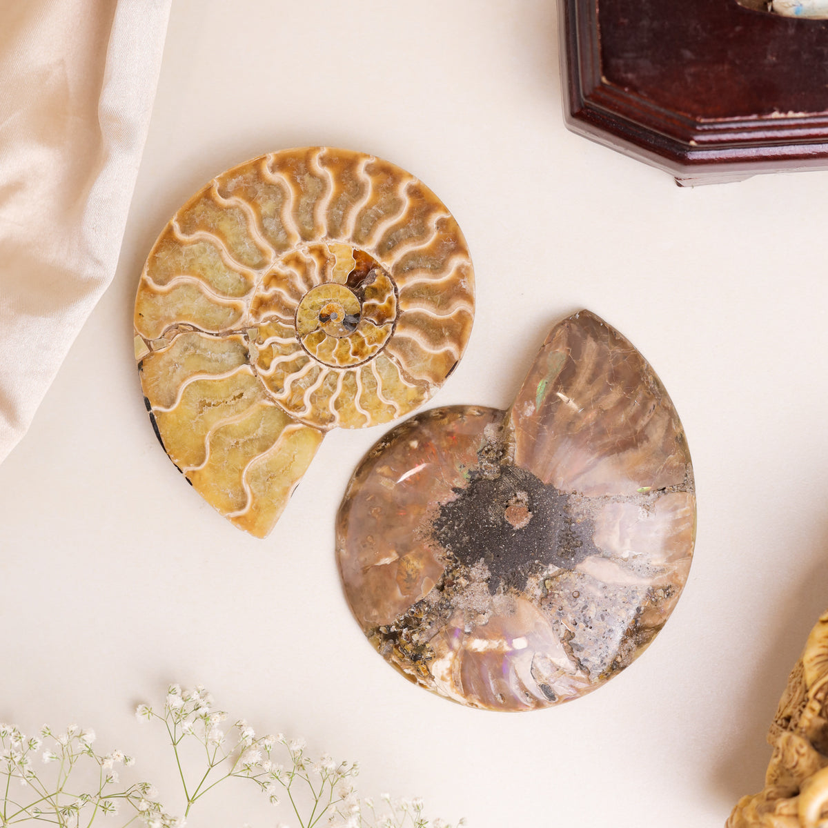Natural Ammonite Fossil