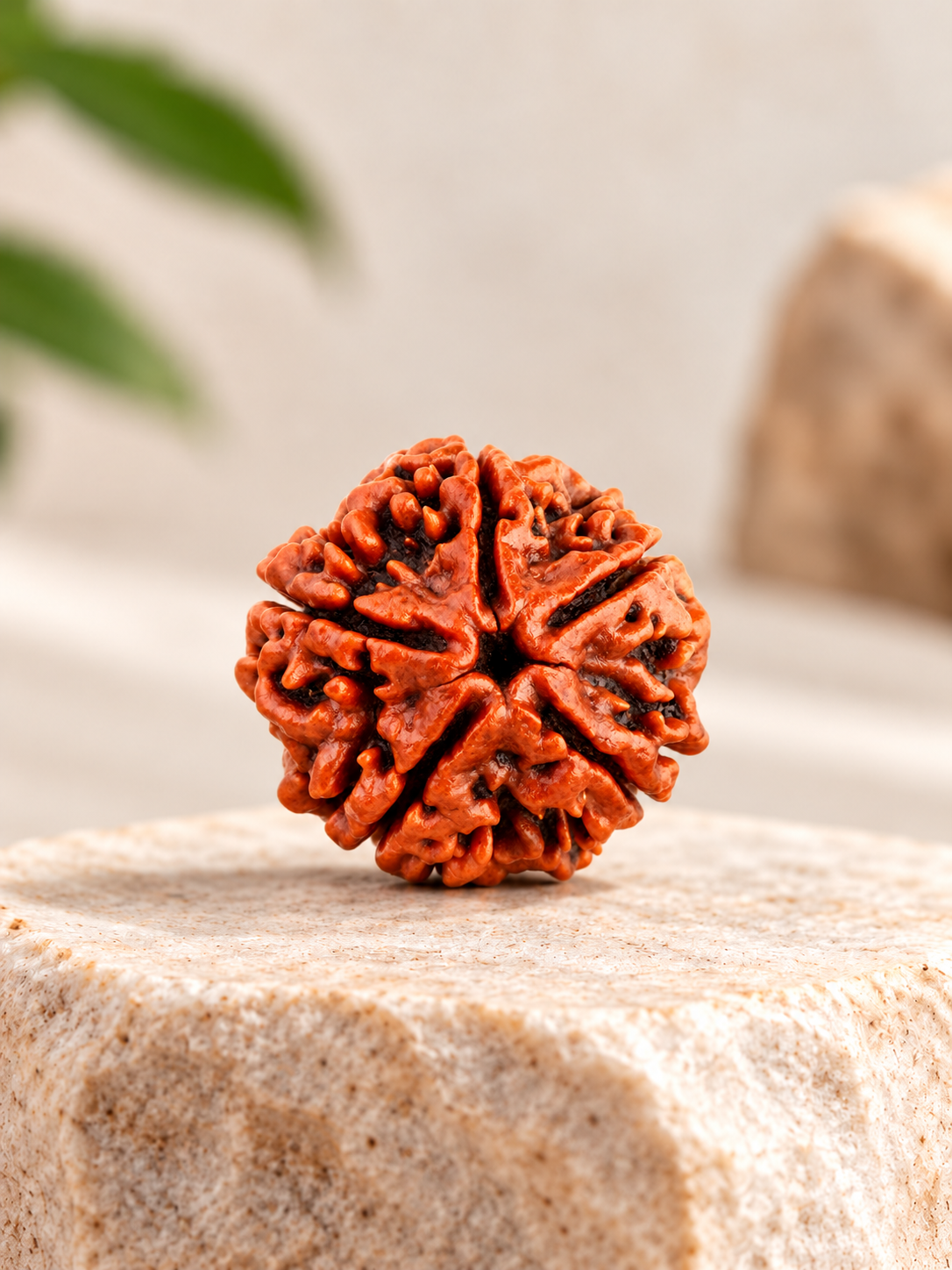 Rudraksha