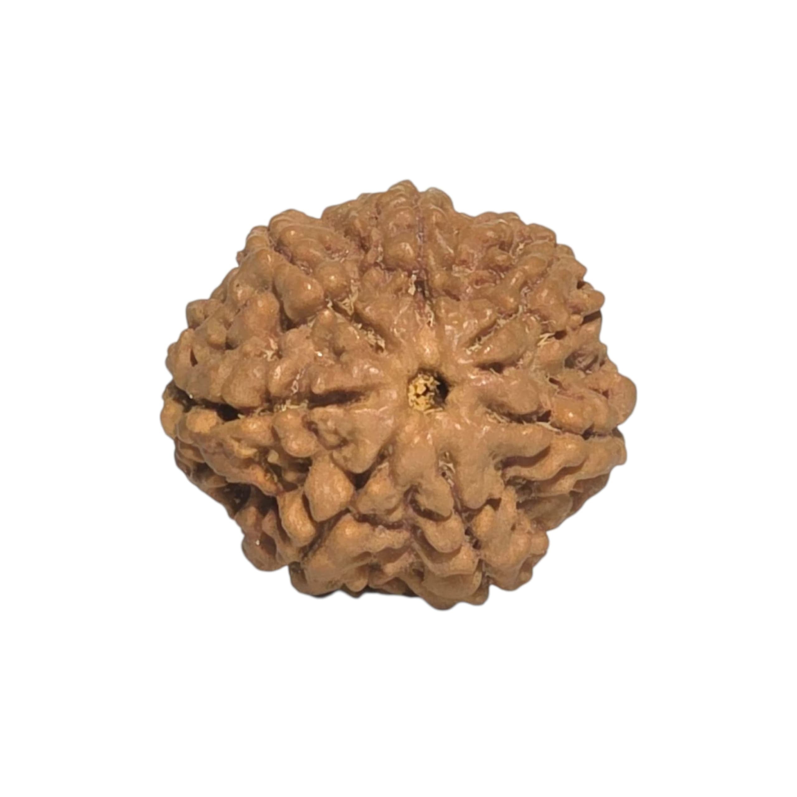 Natural Rudraksha 7 Mukhi