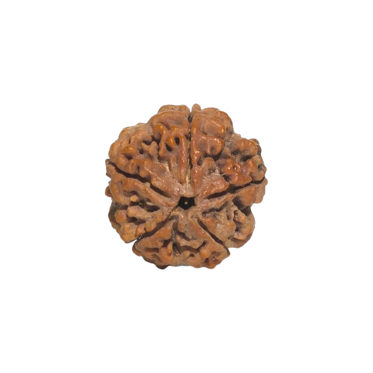Natural 5 Mukhi Rudraksha | Nepal | Certified
