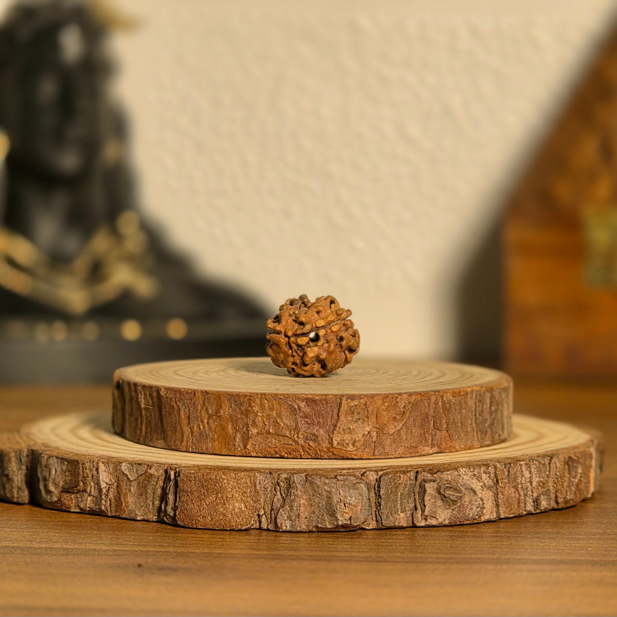 Natural 2 Mukhi Rudraksha | North India | Certified