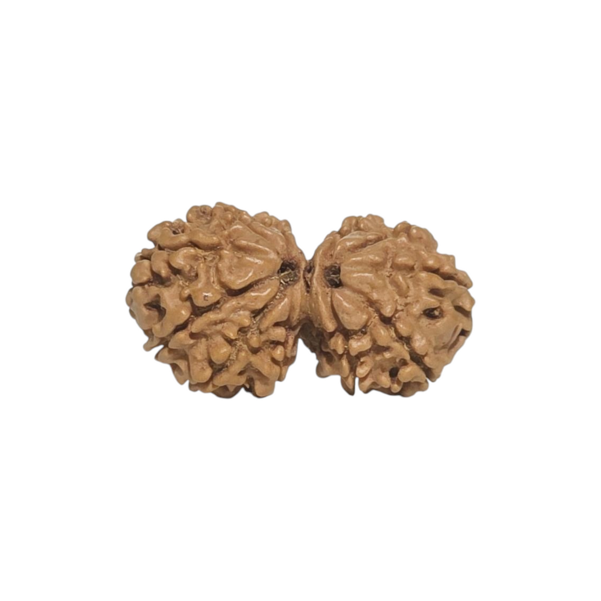 Natural Gauri Shankar Rudraksha | Nepal | Certified