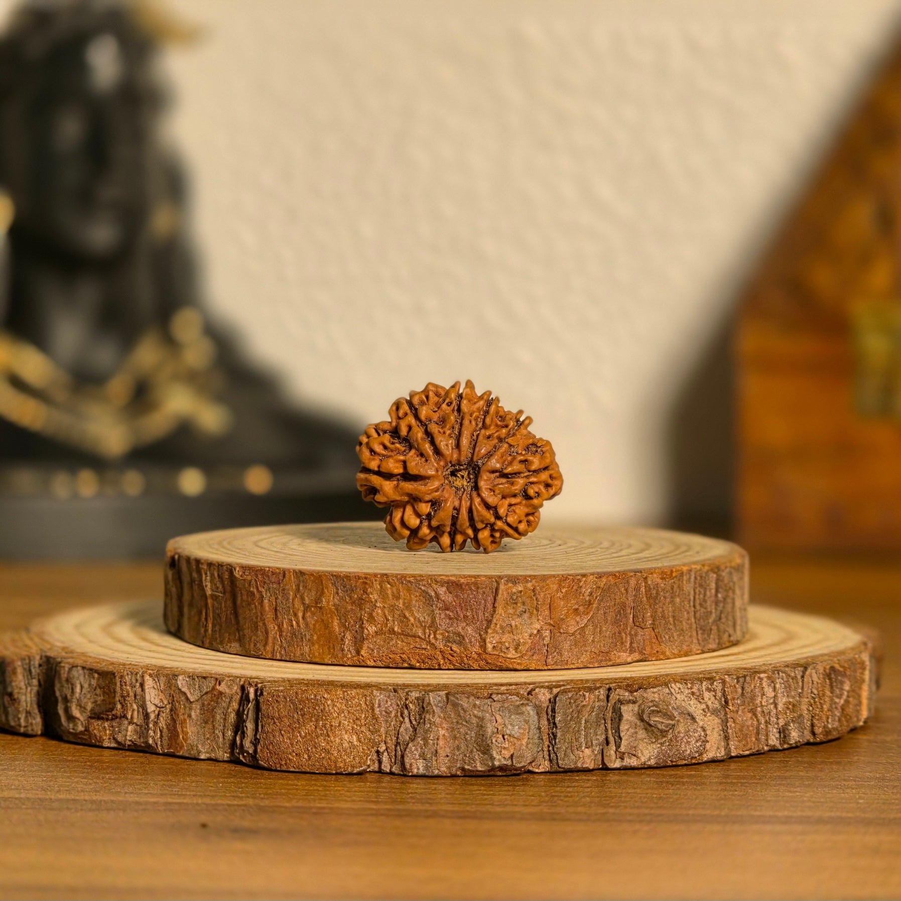 Natural Rudraksha 10 Mukhi