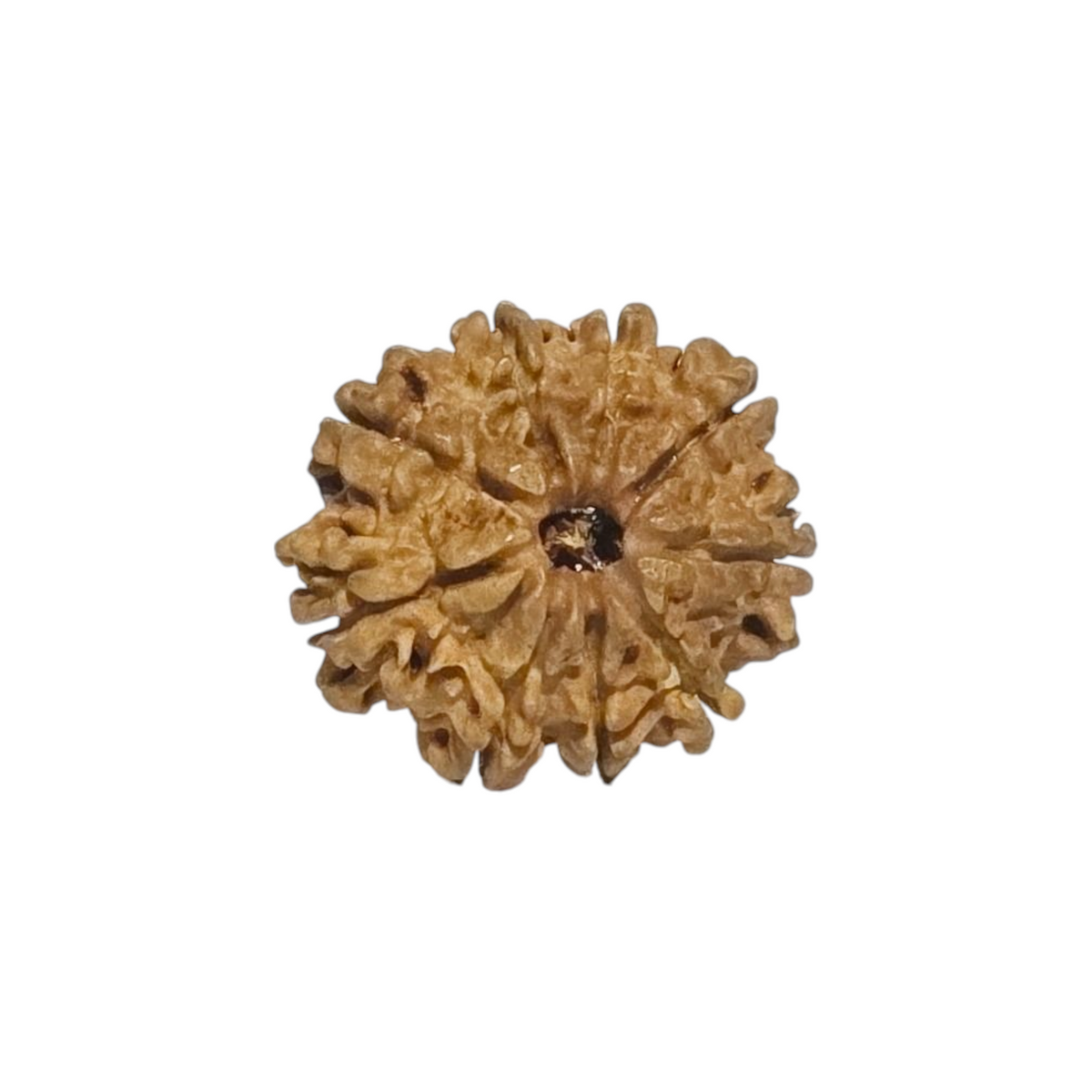 Natural 9 Mukhi Rudraksha | Nepal | Certified