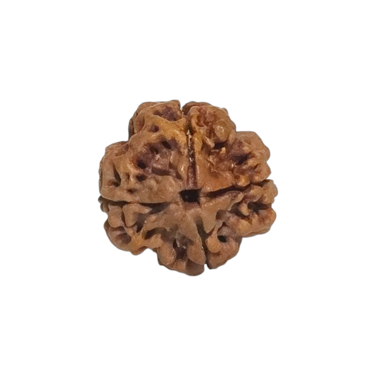 Natural 4 Mukhi Rudraksha | Nepal | Certified
