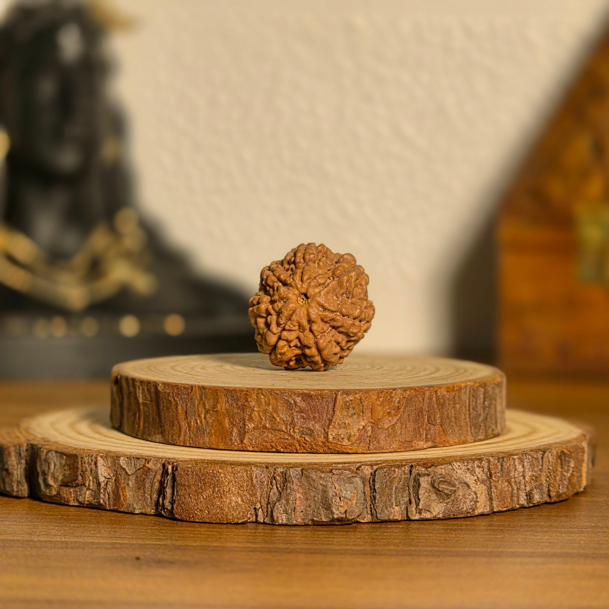 Natural 7 Mukhi Rudraksha | Nepal | Certified