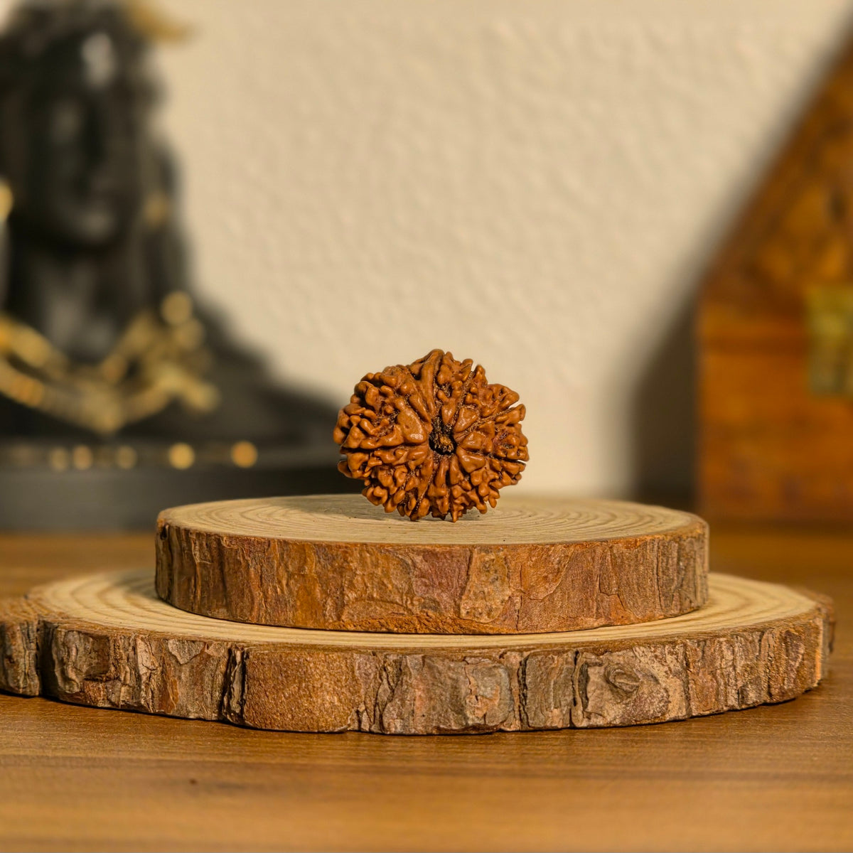 Natural 11 Mukhi Rudraksha | Nepal | Certified